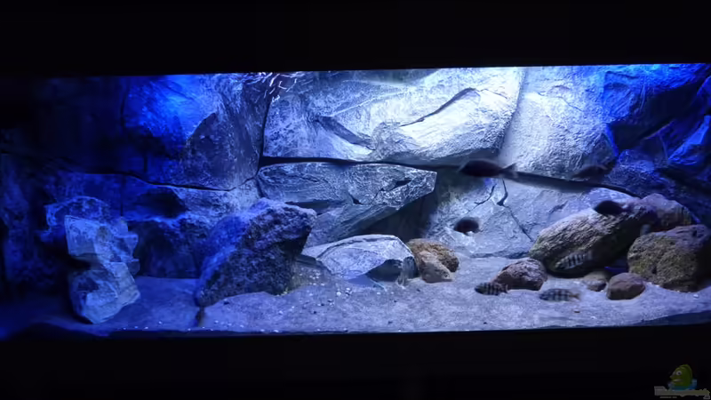 Hauptansicht Aquarium von Placidochromis Dream aufgelöst von Okrim (1)