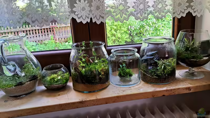 Hauptansicht Aquarium von Plants and Stones-aufgelöst- von okefenokee (1)