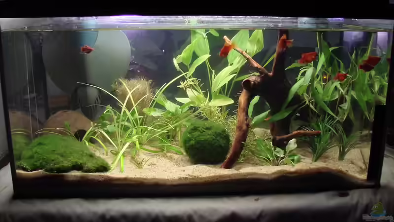Hauptansicht Aquarium von Platy Station von Mitch22 (1)