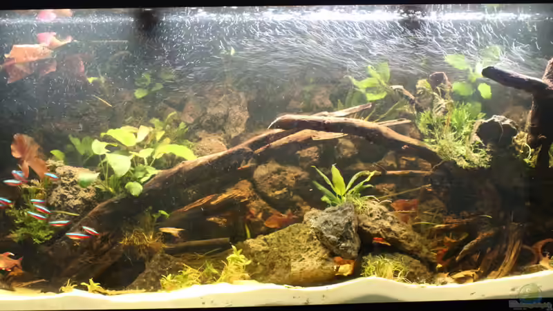 Hauptansicht Aquarium von Pleco Heaven von maxheadroom (1)
