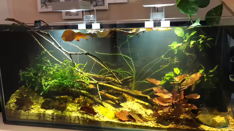 Hauptansicht Aquarium von Pool Malebo Kongo von schroepse (1)