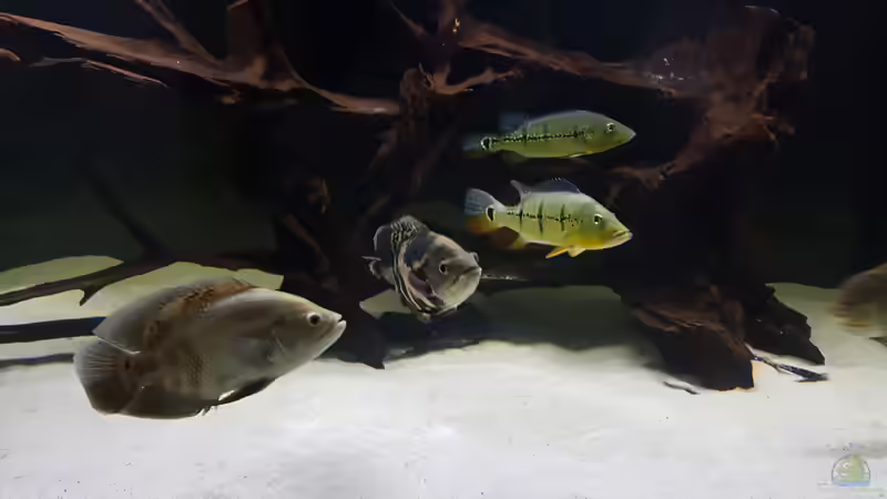 Hauptansicht Aquarium von Predator Tank (Nur noch als Beispiel) von Bernd N. (1)