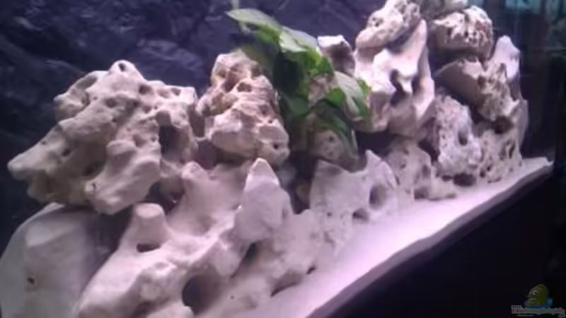 Hauptansicht Aquarium von Project Malawi © bkay13 von Brian W. (1)