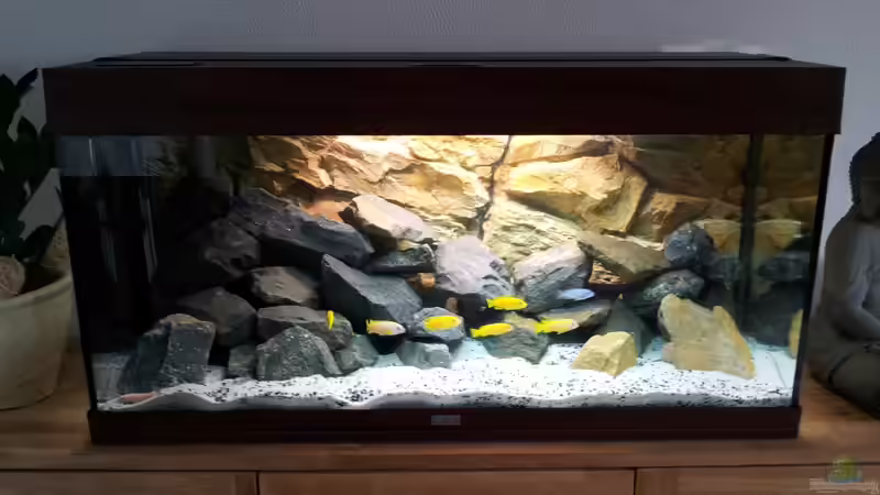 Hauptansicht Aquarium von Pseudotropheus "Saulosi" Artenbecken von Martin N. (1)