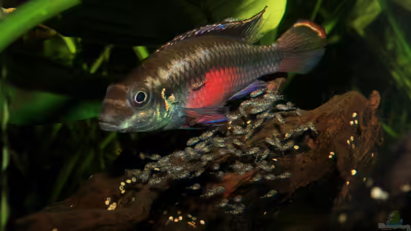 Hauptansicht Aquarium von Pulchers Paradiseaufgelöst von Koehler (1)