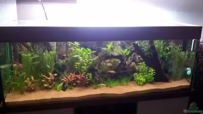 Hauptansicht Aquarium von Rainbow`s home (Nurnoch Beispiel) von Rainbowfan (1)
