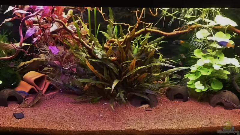 Hauptansicht Aquarium von Rainbow`s Home von rainbow2010 (1)