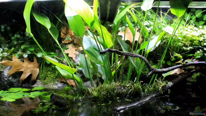 Hauptansicht Aquarium von Rainbowshiner von die Perle... (1)
