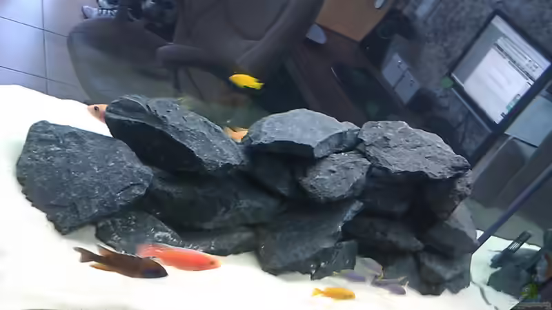 Hauptansicht Aquarium von Raumteiler von 360° Malawi (1)