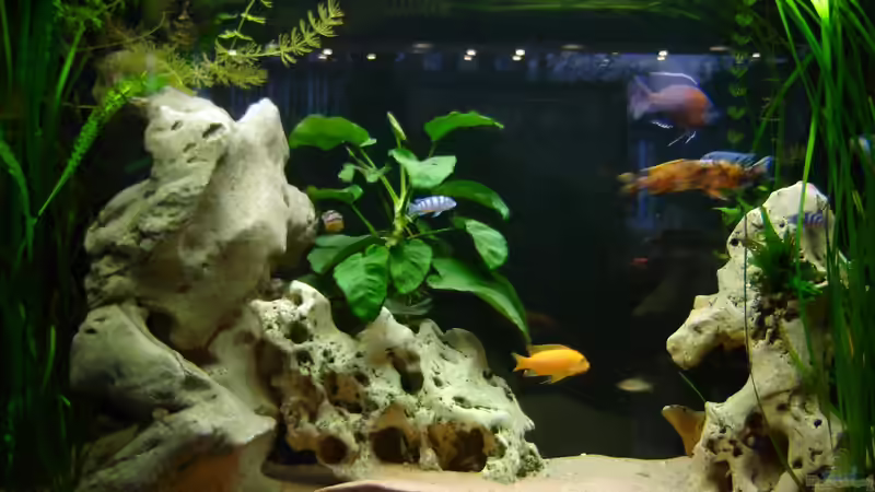 Hauptansicht Aquarium von Raumteiler von Biosphaeren (1)