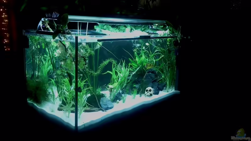 Hauptansicht Aquarium von Raumteiler von Tommarlon (1)