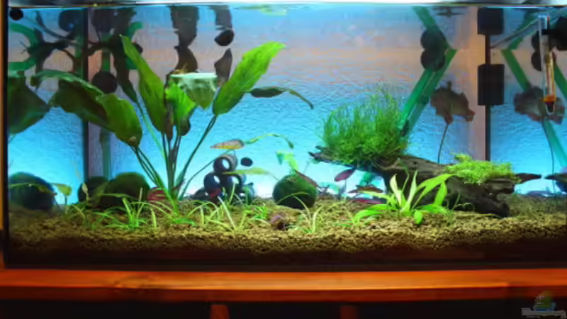Hauptansicht Aquarium von Red Bee Becken von Flo-1990 (1)