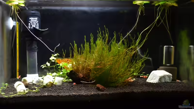 Hauptansicht Aquarium von Red Bees von Julian H. (1)