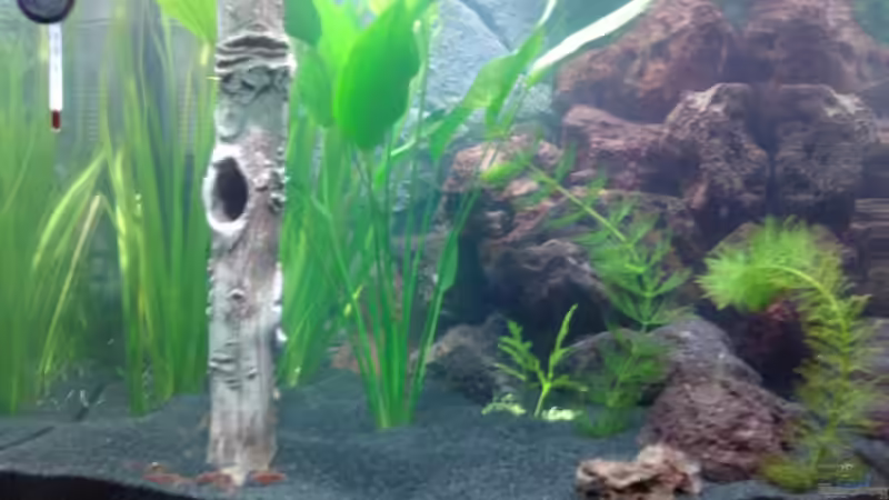 Hauptansicht Aquarium von Red Cherry 16407 von wasserfloh (1)