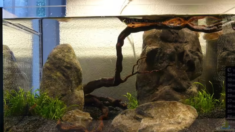Hauptansicht Aquarium von Red Fire Garnelenbecken (aufgelöst) von Zigermandli (1)