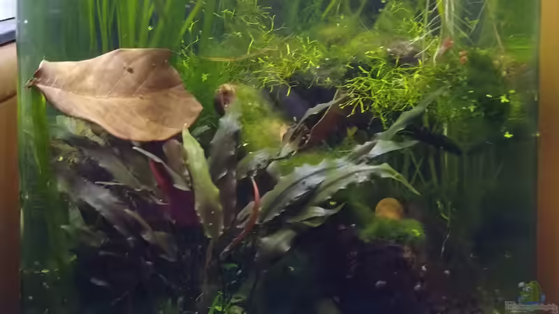 Hauptansicht Aquarium von Red Rili Garnelenbecken von Stephy (1)
