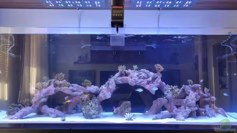 Hauptansicht Aquarium von Reef Dream von The_Lizardking (1)