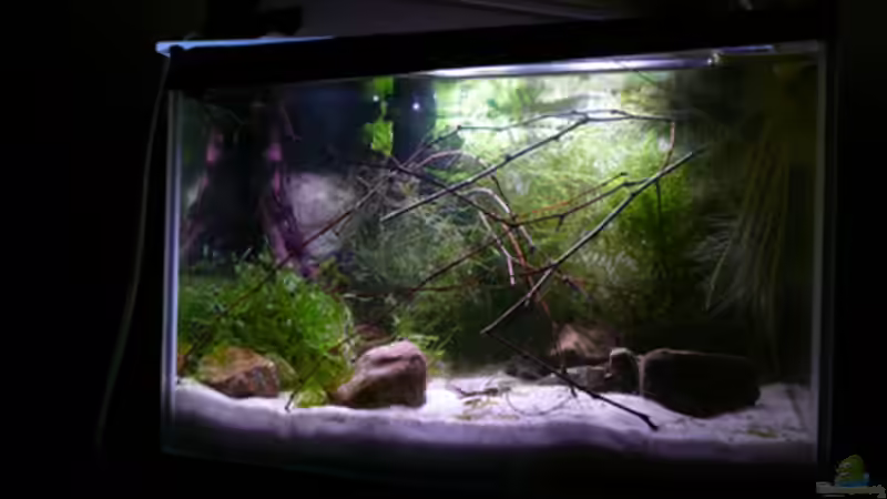 Hauptansicht Aquarium von RF von Cichlid Power (1)