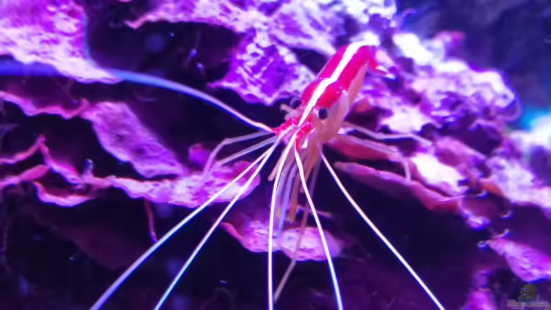 Hauptansicht Aquarium von Riff von -Mark- (1)