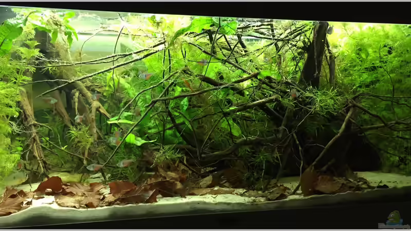 Hauptansicht Aquarium von Rio 180 Wurzelbecken von Botia (1)