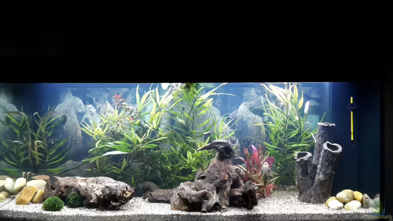 Hauptansicht Aquarium von Rio 240 von Tanja F. (1)