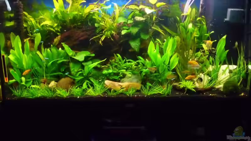 Hauptansicht Aquarium von Rio 300 von Chris84 (1)