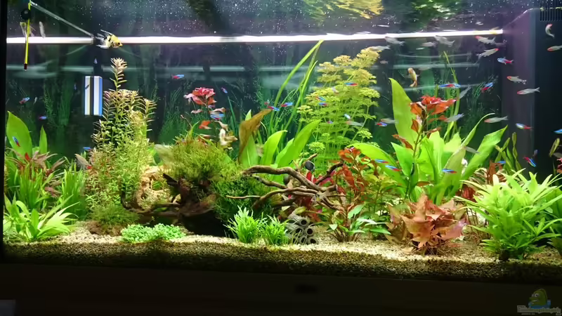 Hauptansicht Aquarium von Rio 300 von Pfaelzer (1)