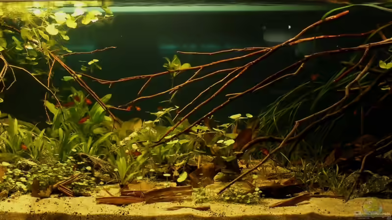 Hauptansicht Aquarium von Rio Formoso von die Perle... (1)