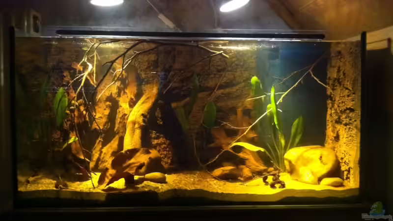 Hauptansicht Aquarium von Rio Orinoco von Exotist (1)