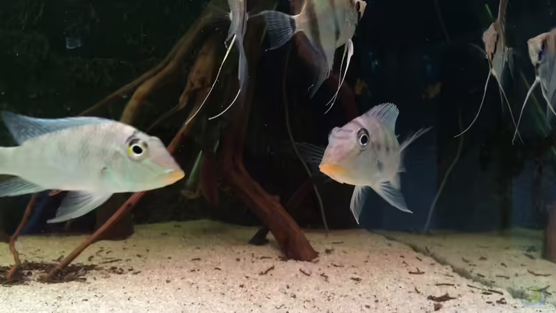 Hauptansicht Aquarium von Rio Paraguay von Feeng (1)