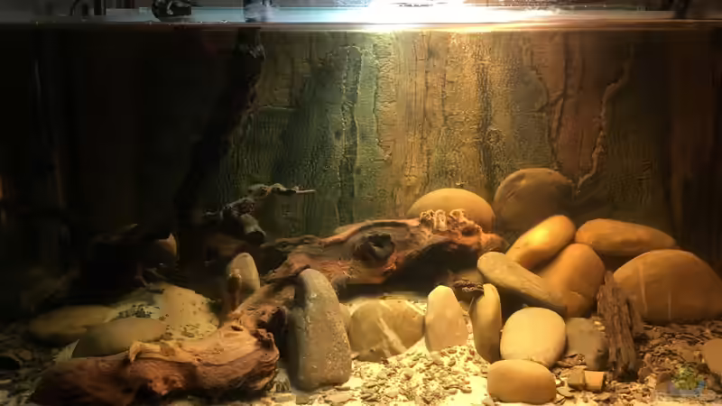 Hauptansicht Aquarium von Rio Xingu - L-Welse Artenbecken (Einlaufphase) von flip (1)