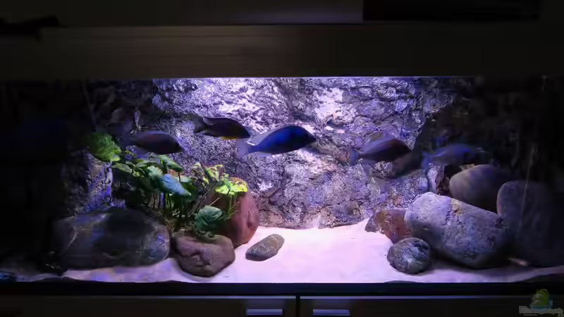 Hauptansicht Aquarium von Riverstone von Lynex (1)