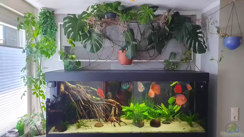 Hauptansicht Aquarium von Ronny von Ronny Fessel (1)