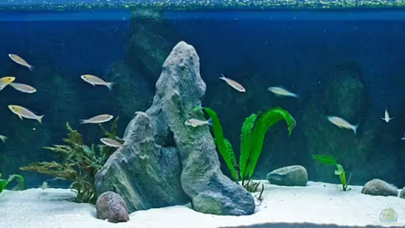 Hauptansicht Aquarium von Sand - und Freiwasserzone im Tanganjikasee von Miriam (1)