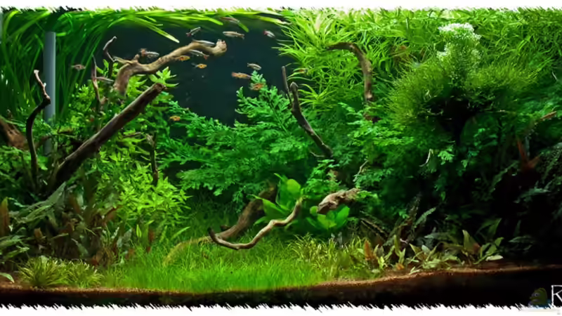 Hauptansicht Aquarium von Schauaquarium 350l von pogona (1)