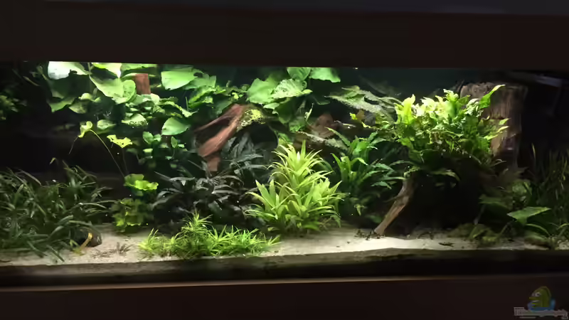 Hauptansicht Aquarium von Schlafzimmerdschungel von Danny (1)