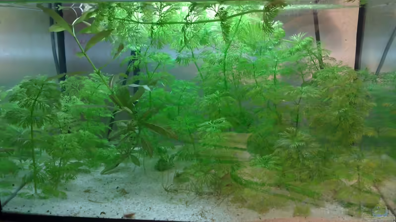 Hauptansicht Aquarium von Schreibtisch von Welslau (1)