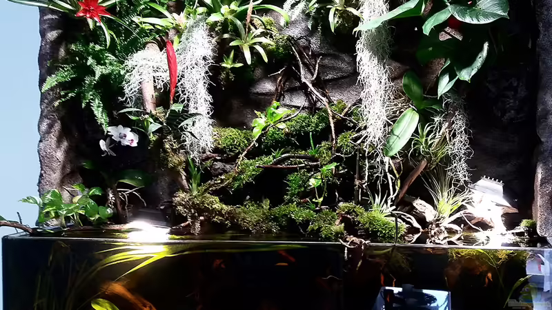 Hauptansicht Aquarium von Schwarzwasserhabiat mit aufgesetzer Pflanzenwelt von Sebastian Müller (1)