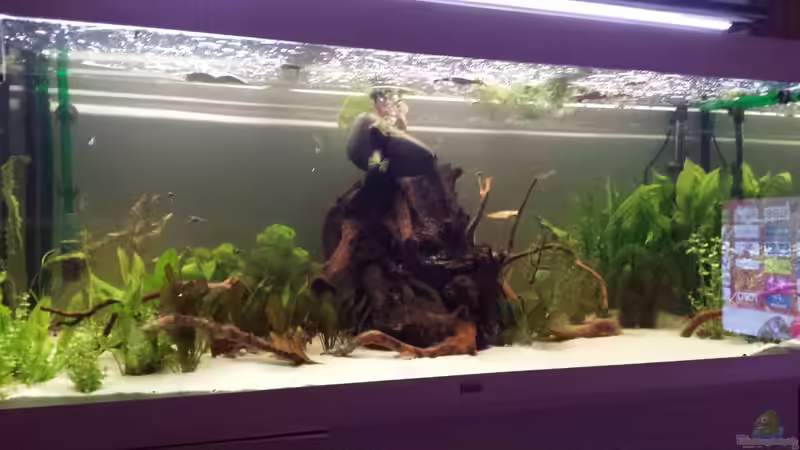 Hauptansicht Aquarium von Schwemmland von AustroTom (1)