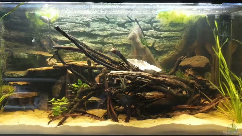 Hauptansicht Aquarium von Schwerpunkt Südamerika von Copplepot Lord (1)