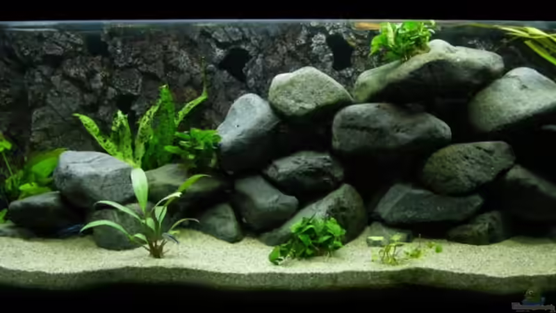 Hauptansicht Aquarium von Second chance von Zerta (1)