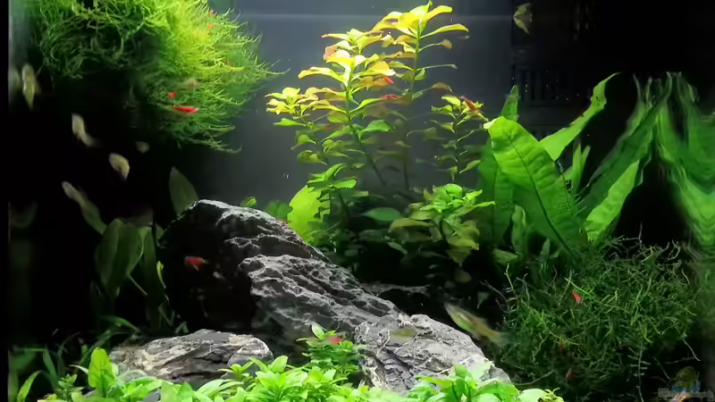 Hauptansicht Aquarium von Sera cube 60 von Na Dine (1)