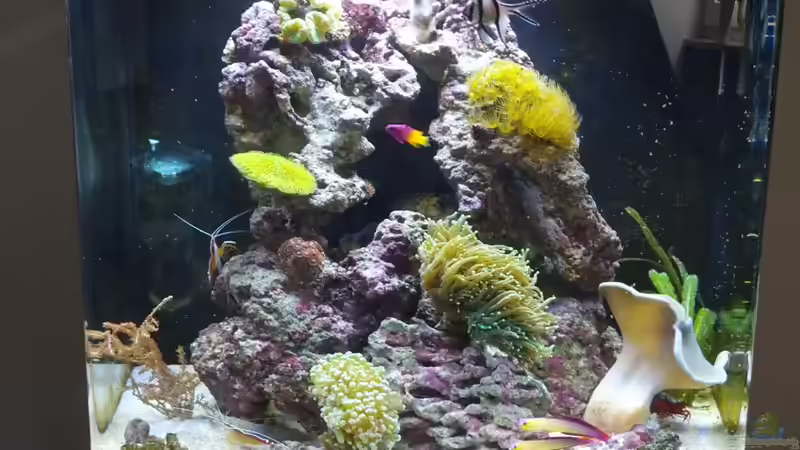 Hauptansicht Aquarium von Sera Marin LED 130 von KingTritonBS (1)