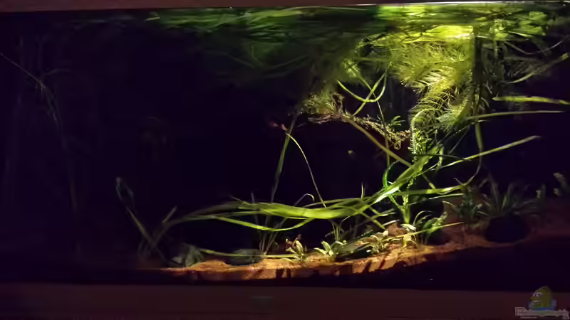 Hauptansicht Aquarium von Serrasalmus - the one and lonely von NRW (1)