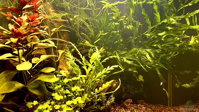 Hauptansicht Aquarium von Shrimp Pool von Thilo (1)
