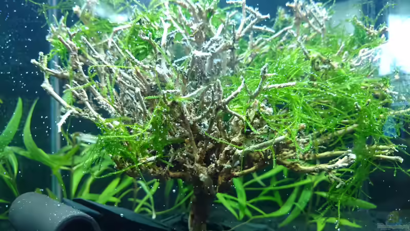 Hauptansicht Aquarium von Shrimps playground von Jahira (1)