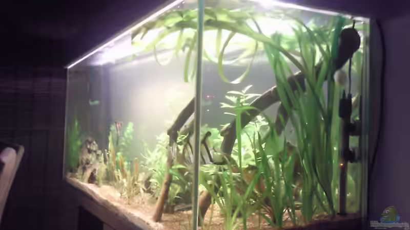 Hauptansicht Aquarium von Skalar Bottich von Skalarfreak (1)
