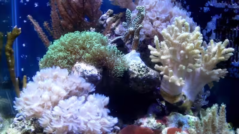 Hauptansicht Aquarium von Small Blue reef von Maclya (1)