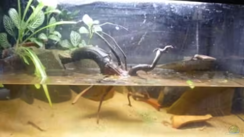 Hauptansicht Aquarium von So nicht mehr vorhanden von Robert (1)
