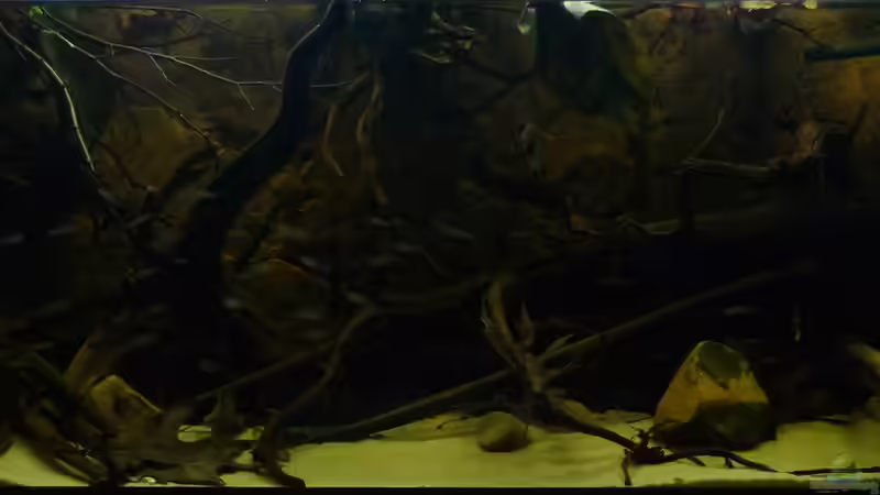 Hauptansicht Aquarium von South America Biotope Nur noch als Beispiel von DerImperator (1)